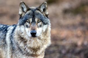 Le loup... animal choyé par les uns, craint par les autres. 