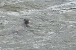 Une belle petite tête qui dépasse de l'eau, à Brives-Charensac.