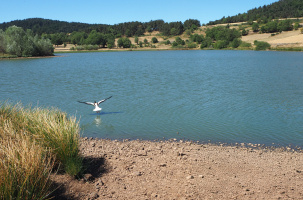 Le lac du Péchay en proie à une véritable hécatombe pour les poissons qu'il abrite.