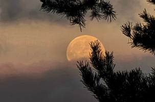 Posée sur une branche, posée sur un nuage, posée sur nos rêves... la lune, si belle.