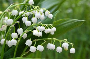 Le Muguet du 1er Mai pose plus de questions qu'autre chose aux fleuristes.