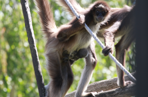 Naissance d'un atèle varié au Parc animalier d'Auvergne