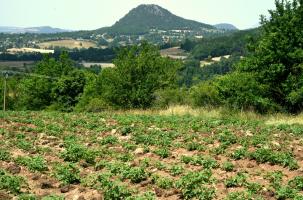 Les pommes de terre plantées par la Lutte des Sucs.