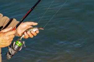 Pour la pêche au vif, des poissons ou crabes vivants peuvent être utilisés