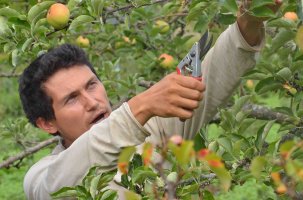 Des séances pour apprendre à tailler les arbres fruitiers au jardin de Taulhac