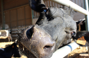 La crise actuelle des agriculteurs cache des tensions sur maints sujets sociétaux.