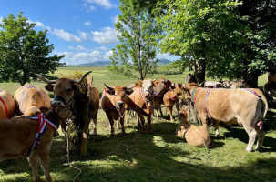 Le Fin Gras, viande issue de bœufs et de génisses élevés au foin et à l'herbe au Mézenc.