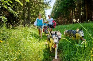 Une balade avec un chien husky (cani-rando) à Sainte-Sigolène.