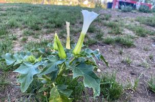 Le Datura stramoine est une plante très toxique à très faible dose. 