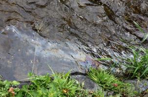 L'eau du Dolaizon, visiblement victime d'une pollution aquatique, au Puy. 