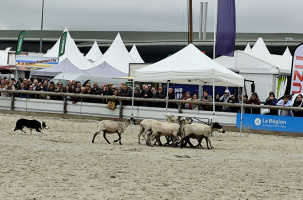 Sommet de l'élevage 