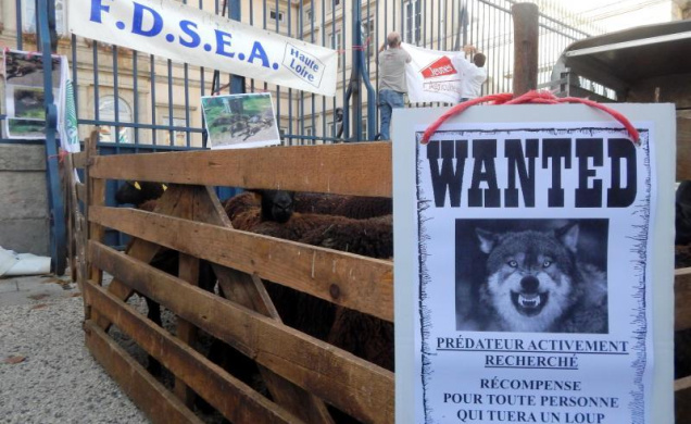 Le loup suscite des tensions certaines au sein des éleveurs de la Haute-Loire. 