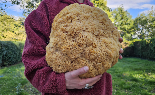 Le champignon pèse 5,8 kg.