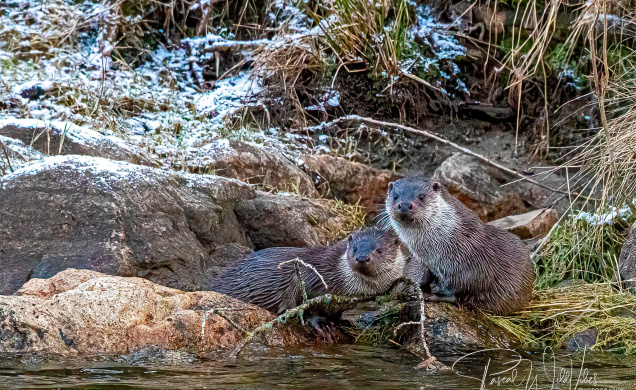 Une merveilleuse rencontre sur les bords du fleuve. 