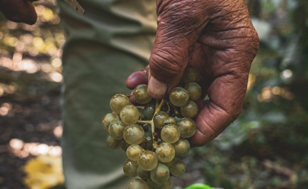 La saison des vendanges 2026 a été plutôt particulière