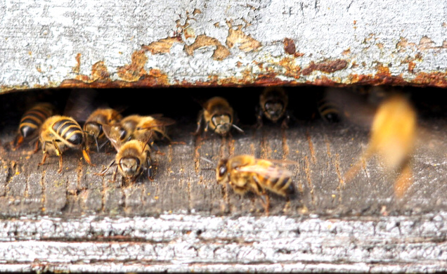 Les abeilles... un miracle de la nature tant par leur société que par leur production. 