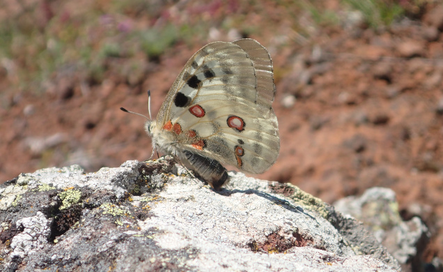 L'apollon, papillon emblématique de nos montagnes, est voué à disparaître.