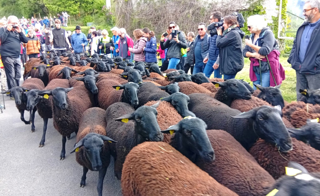 La transhumance et de la tonte traversent le temps et les cœurs en terres vellaves.
