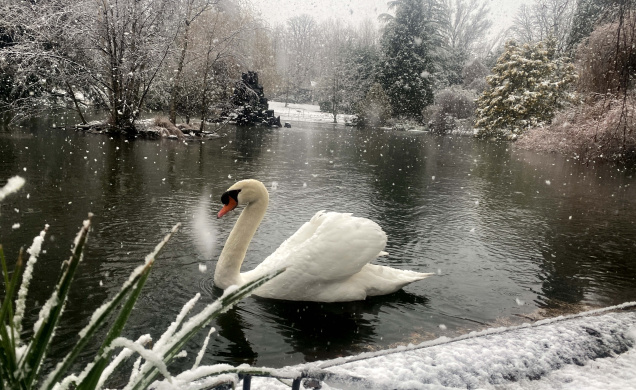 "Le lac des cygnes" sous la neige de ce 30 janvier 2025, au Puy-en-Velay.  