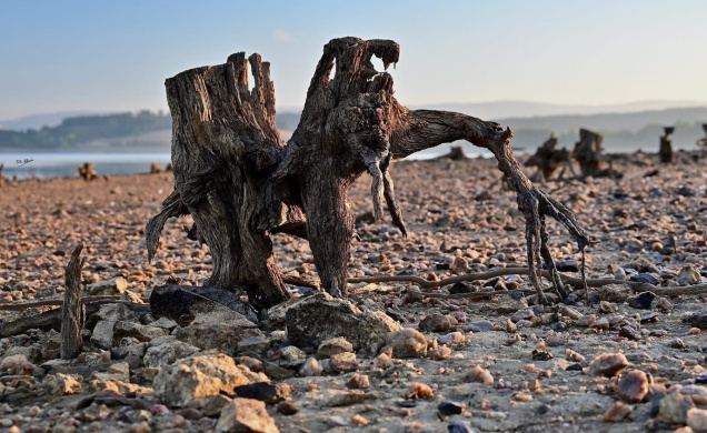 Les vestiges de l'ancienne forêt refont surface, comme des témoins immortels du passé. 