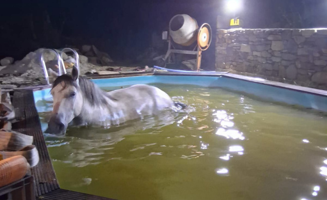 (photo archive). Les pompiers portent secours aux humains et à leurs amis les animaux.
