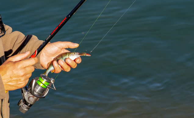 Pour la pêche au vif, des poissons ou crabes vivants peuvent être utilisés