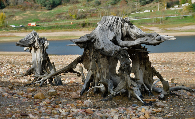 Des racines mortes ou des créatures vivantes... tout dépend de l'angle de vue. 