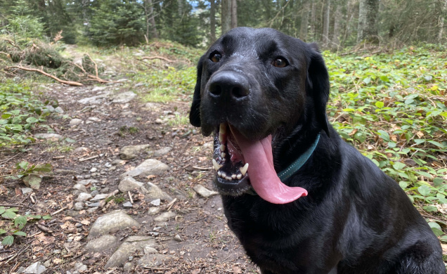 Il ne fait vraiment pas "un temps de chien", comme dirait l'autre