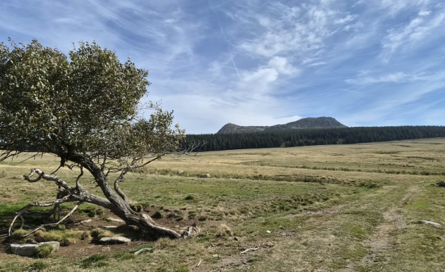 Vue générale du Mézenc côté Haute-Loire.