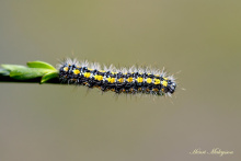 Exposition : Saisir l'instant, photos d'Henri Maleysson_Saint-Germain-Laprade