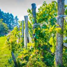 Visite et dégustation au domaine Clos du Paradis_Espaly-Saint-Marcel