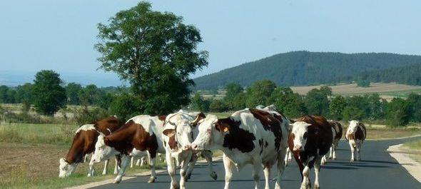 Plusieurs dizaines de milliers de visiteurs sont attendus pour regarder passer les vaches.