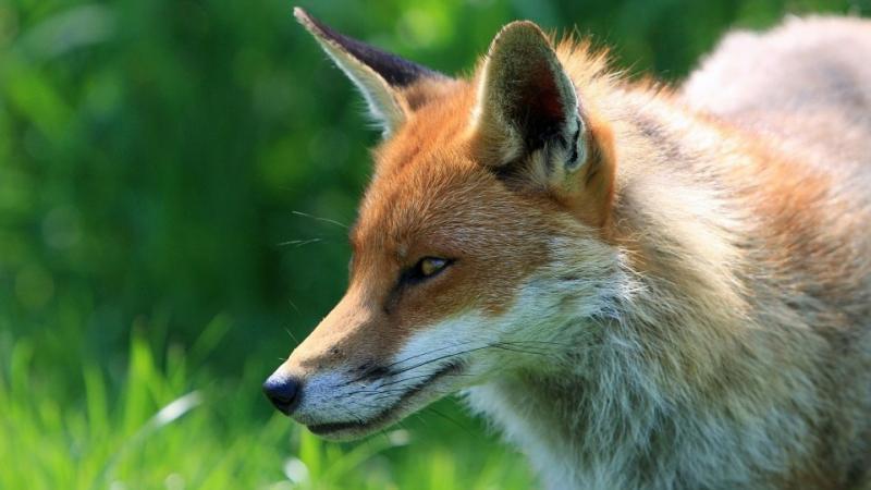 Renard : 3 actions pour protéger l'animal menacé par la chasse