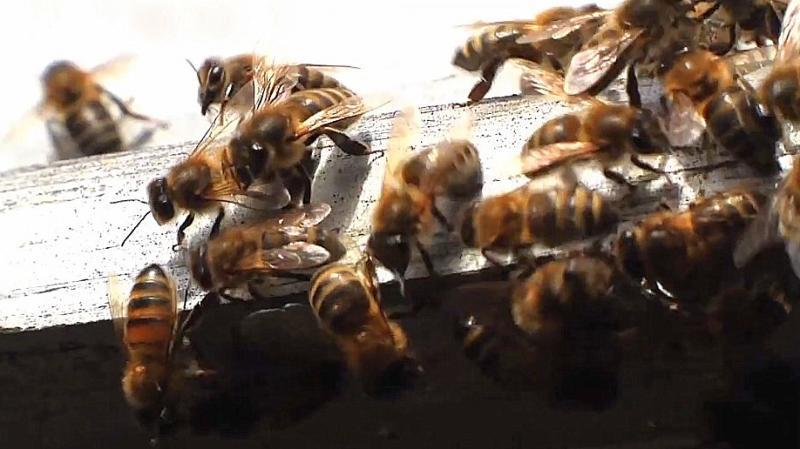 La chambre d'agriculture de Haute-Loire propose une formation d'apiculture. 