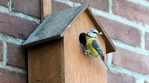 Nichoir semi-ouvert Le dodu pour oiseaux semi-cavernicoles