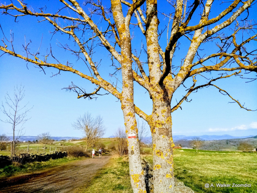 Le chemin de St-Jacques à Vals près Le Puy.