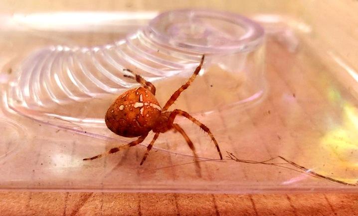 L'araignée épeire diadème arbore une croix blanche sur son abdomen.