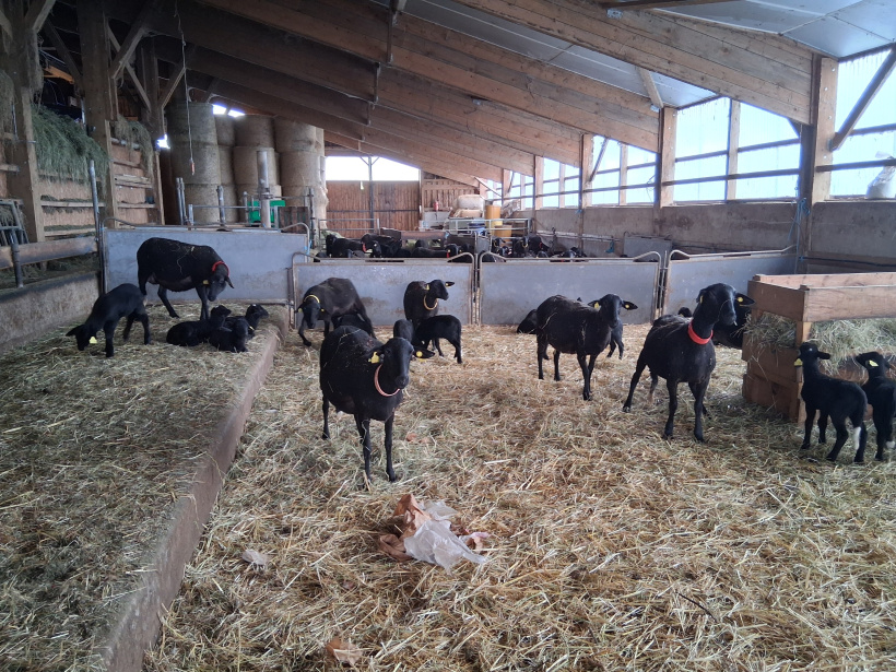 Le GAEC des Noisetiers comprend 330 brebis