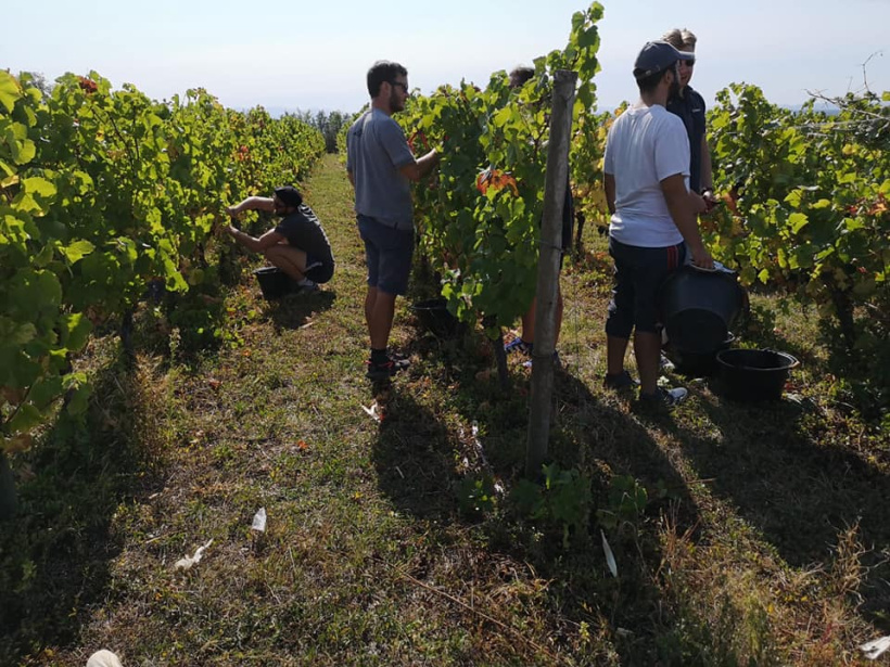 Les vendanges, c'est un travail d'équipe.