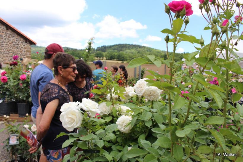 La fête des plantes a accueilli des milliers de visiteurs à Chavaniac-Lafayette les 4 et 5 juin 2022. 