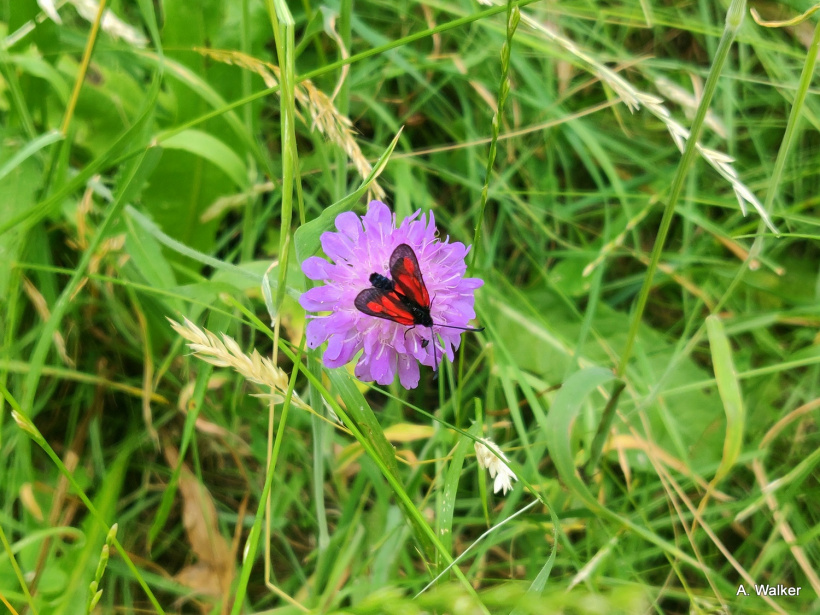 La fête de la Nature se tient du 24 au 29 mai 2023. 