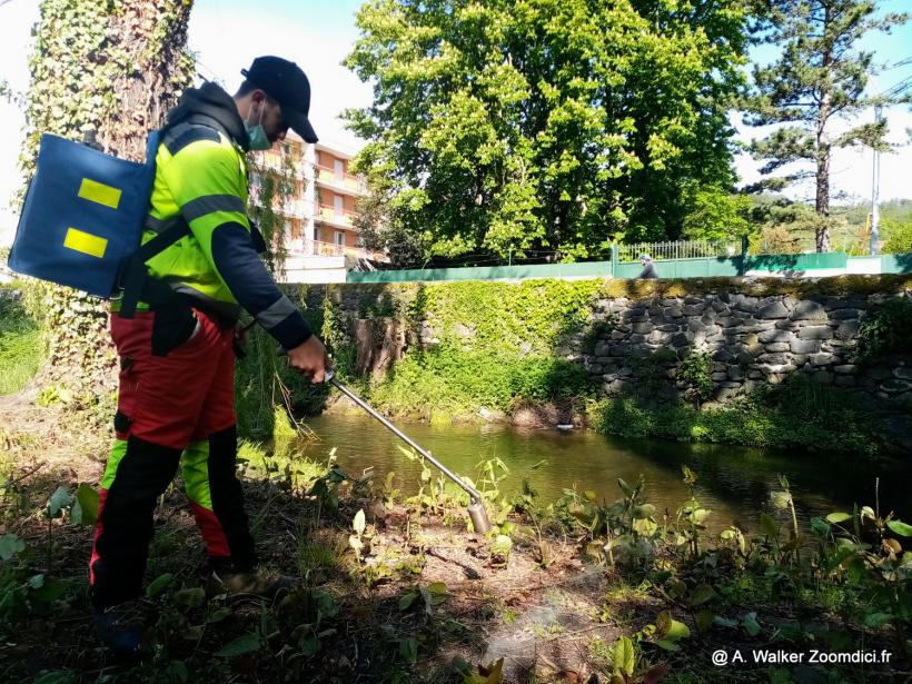 L'Epage Loire-Lignon lutte contre la Renouée du Japon avec des brûleurs thermiques.