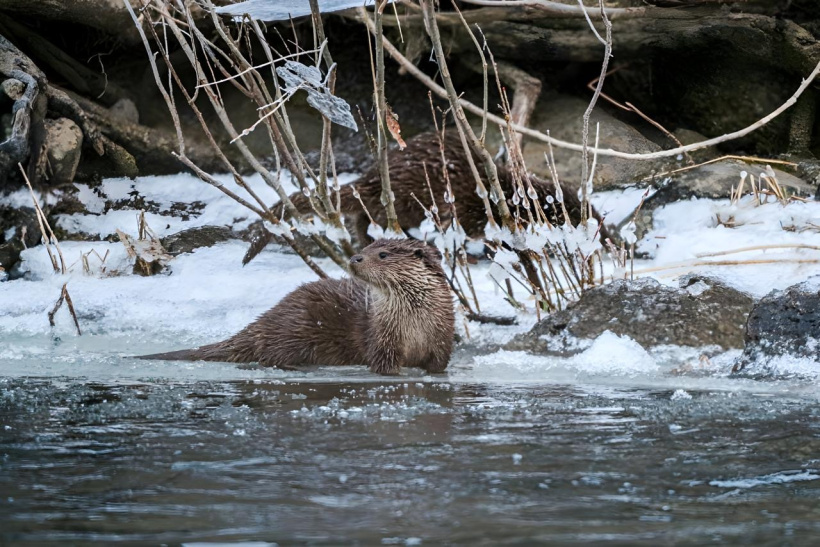 "Mais qu'est ce que c'est que ce drôle d'animal qui me prend en photo ?"