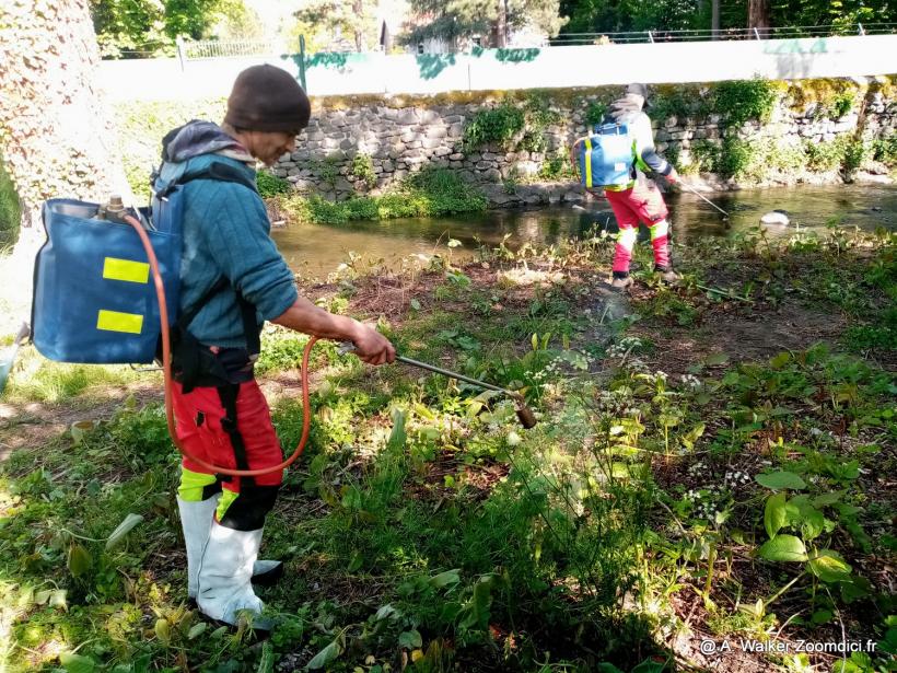 L'Epage Loire-Lignon lutte contre la Renouée du Japon avec des brûleurs thermiques.