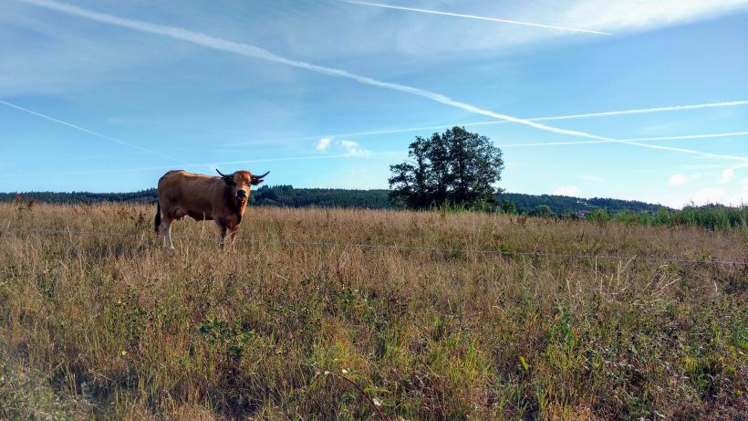 Les surfaces agricoles représentent 47 % du territoire de la Haute-Loire.