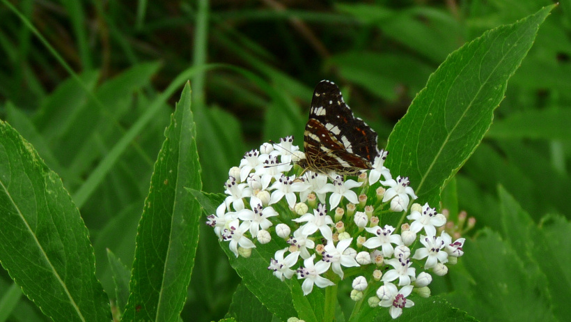 Nous devons aux insectes pollinisateurs 35 % de ce que nous mangeons.