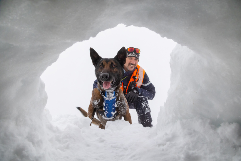 Chien d'avalanches