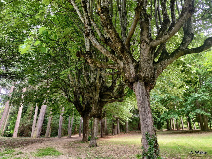 Le Bois de Bonneterre à Guitard.