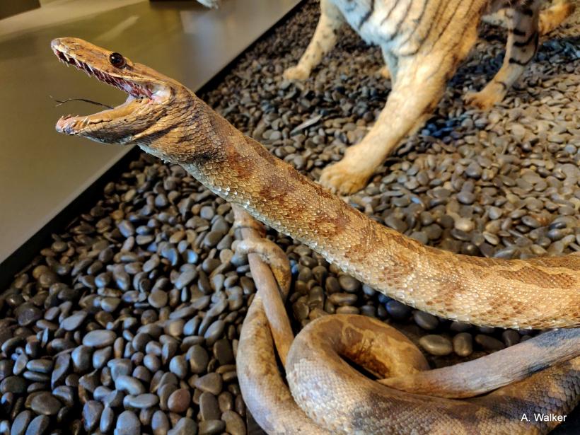 Le serpent naturalisé du musée Crozatier.