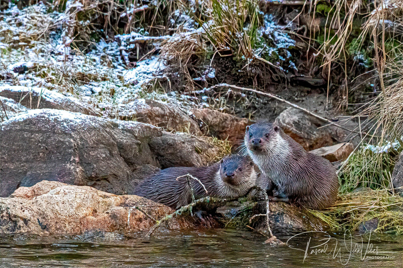 Une merveilleuse rencontre sur les bords du fleuve. 